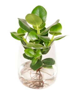 Clusia In Kingston Glas - Ø12Cm - ↕30Cm