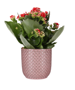 Valentine's Day - Kalanchoe Rosalina Don Justino Rood + Pot Relief Roze