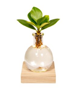 Clusia In Samoa Glas Met Led Verlichting - Ø4Cm - ↕10Cm