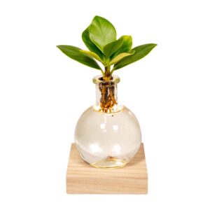 Clusia In Samoa Glas Met Led Verlichting - Ø4Cm - ↕10Cm