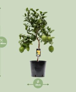 Citrus Lemon - Ø22Cm - ↕80Cm - Afbeelding 2