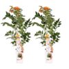 2X - Campsis 'Indian Summer' - ↨65Cm - Ø15