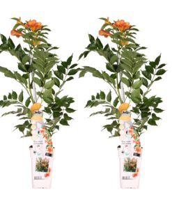 2X - Campsis 'Indian Summer' - ↨65Cm - Ø15