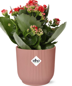 Mother's Day - Kalanchoe Rosalina Don Justino Rood  + Elho Vibes Fold 14Cm Roze