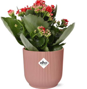 Kalanchoe Rosalina Don Justino Rood met Elho Vibes Fold pot – ±14 cm