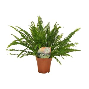 Bostonvaren (Nephrolepis exaltata 'Green Lady') – weelderige – ±12 cm