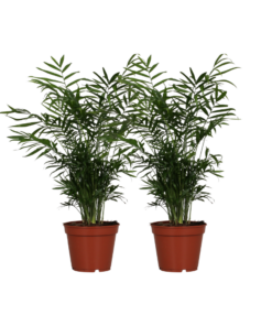 Bergpalm (Chamaedorea elegans) – sierlijke kamerpalm – 2 stuks, ±17 cm