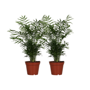 Bergpalm (Chamaedorea elegans) – compacte kamerpalm voor beginners – 2 stuks, ±17 cm