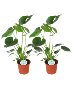 Monstera – kamerplant met kenmerkend ingesneden blad – 2 stuks, ±14 cm