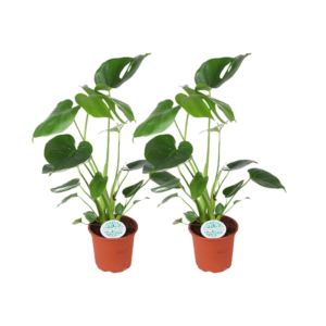 Monstera – gatenplant – kamerplant met iconisch ingesneden blad – 2 stuks, ±14 cm