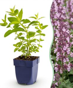 Green Boutiq - Vasteplant - Nepeta Sib. Wild Orchid - Kattenkruid - Bijen En Vlinderlokkers - Roze - 1 Plant - Pot 11Cm - Hoogte 15-25Cm