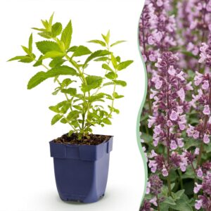 Kattenkruid (Nepeta sibirica 'Wild Orchid') – bijvriendelijke vaste – pot 11 cm, 15-25 cm