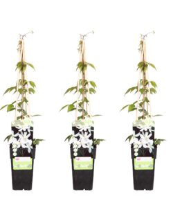 3X - Clematis Montana 'Grandiflora' - ↨65Cm - Ø15