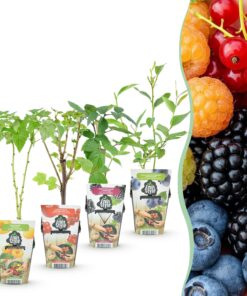 Green Boutiq - Fruitplanten - Rainbow - Rode Bes - Gele Framboos - Zwarte Braam - Blauwe Bes - Winterhard - 4 Planten - Pot  9Cm