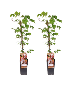 Japanse wilde wingerd (Parthenocissus tricuspidata 'Veitchii') – 2 stuks, ±15 cm