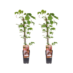 Japanse wilde wingerd (Parthenocissus tricuspidata 'Veitchii') – 2 stuks, ±15 cm
