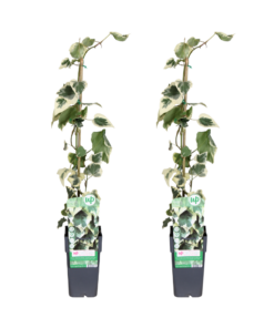 Kaukasische klimop (Hedera colchica 'Dentata Variegata') – bonte – 2 stuks, ±15 cm