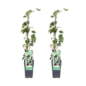 Kaukasische klimop (Hedera colchica 'Dentata Variegata') – 2 stuks, ±15 cm