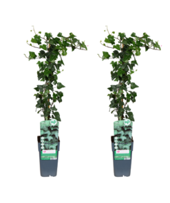 Hedera klimop – robuuste klimplant voor binnen en buiten – 2 stuks, ±15 cm