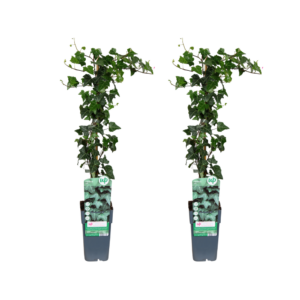 Klimop (Hedera helix) – wintergroene klimplant én bodembedekker – 2 stuks, ±15 cm