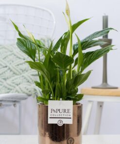 Spathiphyllum In P&Pure Juliette Ceramics Goldbronze - Ø12Cm - ↕35Cm