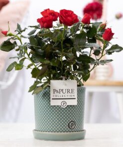 Rosa Red In P&Pure Lauren Ceramics - Ø12Cm - ↕30Cm