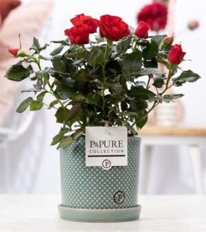 Rode roos in keramieken pot (Rosa) – kamerroos in luxe Lauren-pot – ±12 cm
