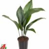 Aspidistra Elatior P13 - Ø13Cm - ↕50Cm
