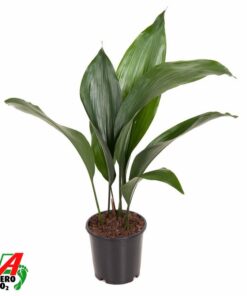 Aspidistra Elatior P13 - Ø13Cm - ↕50Cm
