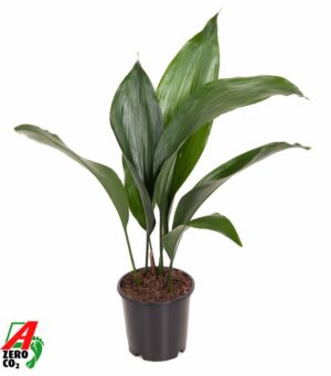 Aspidistra – vrijwel onverwoestbare kamerplant met donkergroen blad – ±13 cm