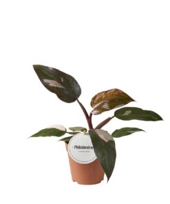 Philodendron Burgundy Princess - Ø12Cm - ↕25Cm