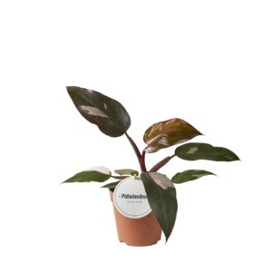 Philodendron Burgundy Princess – kamerplant met diepwijnrood blad – ±12 cm