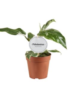 Philodendron White Princess B Grade - Ø12Cm - ↕30Cm