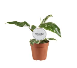 Philodendron White Princess – kamerplant met wit gevlekt blad – ±12 cm
