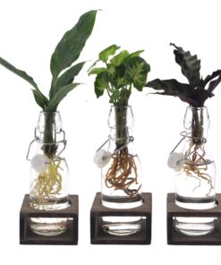Intenz Mix In Ann Glas (Witte Dop) + Naturel Single - 3 Stuks - Ø7Cm - ↕25Cm