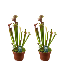 Sarracenia 'Judith Hindle' – vleesetende tuinplant – 2 stuks, ±12 cm