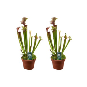 Sarracenia 'Judith Hindle' – vleesetende moerasplant – 2 stuks, ±12 cm