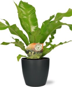 Asplenium Nidus - Ø17Cm - ↕60Cm + Pot Brussels D18X17Cm - Antraciet