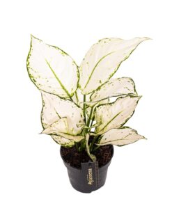 Aglaonema White Joy - Ø12Cm - ↕35Cm