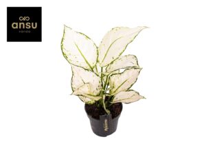 Aglaonema White Joy – compacte kamerplant met opvallend gevlekt blad – ±12 cm