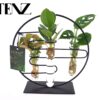 Kamerplantenmix in glazen pot (Diverse soorten) – sfeervol arrangement – ±12 cm