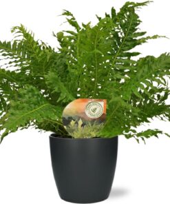 Blechnum Silver Lady - Ø17Cm - ↕50Cm + Pot Brussels D18X17Cm - Antraciet