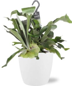 Platycerium Bifurcatum - Ø17Cm - ↕30Cm + Pot Brussels D18X17Cm - Wit