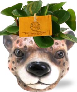 Peperomia Obtipan - Ø11Cm - ↕15Cm + Planter Luipaard D12X9,5Cm - Bruin