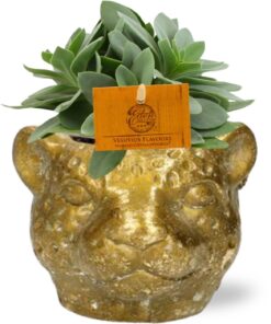Senecio Cephalophorus - Ø10,5Cm - ↕15Cm + Planter Luipaard D12X9,5Cm - Goud