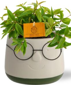 Peperomia Ang. Rocca Vivace - Ø11Cm - ↕15Cm + Pot Bril D12X9Cm - Groen