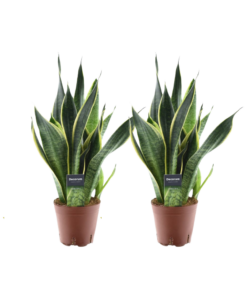 Sansevieria Futura Superba – compacte luchtige kamerplant – 2 stuks, ±14 cm