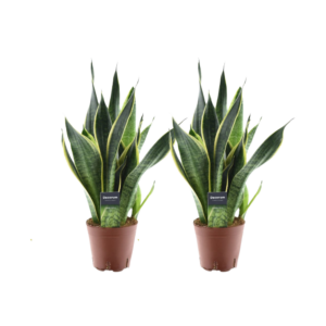 Sansevieria 'Futura Superba' – compacte vrouwentong – 2 stuks, ±14 cm