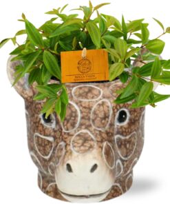 Peperomia Ang. Rocca Vivace - Ø11Cm - ↕15Cm + Planter Giraf D11/14X11Cm - Bruin