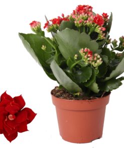 Kalanchoe 'Don Justino' Rood – bloeirijke kamerplant – ±12 cm